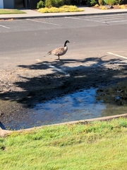 Branta canadensis