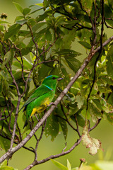 Chlorophonia occipitalis