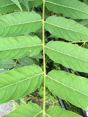 Ailanthus altissima