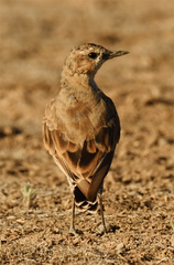 Oenanthe isabellina