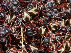 Dolichoderus doriae