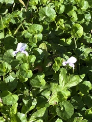Viola banksii