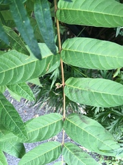 Ailanthus altissima