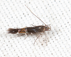 Cosmopterix gemmiferella