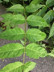 Ailanthus altissima