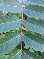Ailanthus altissima