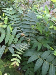 Ailanthus altissima