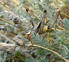 Eupholidoptera megastyla