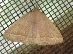 Zanclognatha marcidilinea