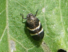 Aeneolamia albofasciata