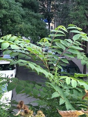 Ailanthus altissima