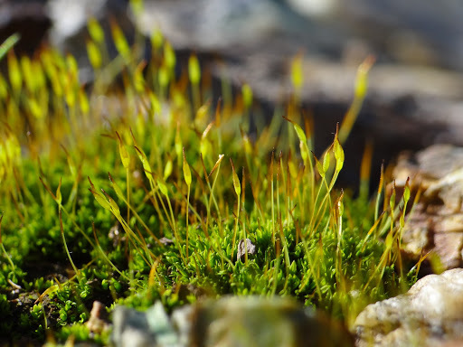 Hennediella heimii