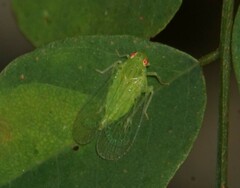 Tropiduchinae