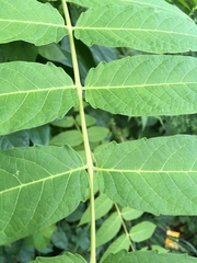 Ailanthus altissima