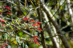 Siphocampylus macropodoides