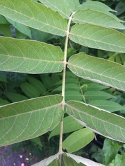 Ailanthus altissima