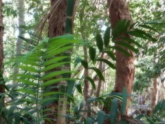 Ptychosperma macarthurii