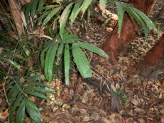 Ptychosperma macarthurii