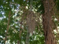 Ptychosperma macarthurii