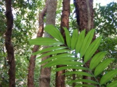 Ptychosperma macarthurii