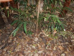 Ptychosperma macarthurii