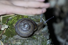 Nesiohelix