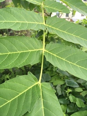 Ailanthus altissima