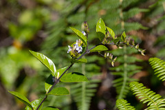 Duranta mutisii