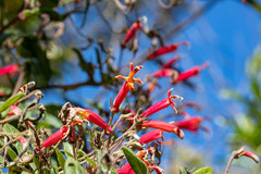Siphocampylus macropodoides