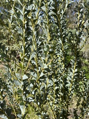 Acacia cultriformis