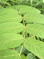 Ailanthus altissima