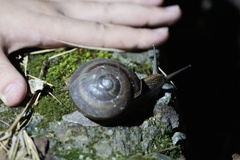 Nesiohelix