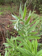 Lithospermum trinervium