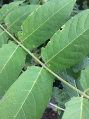 Ailanthus altissima