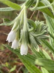 Lithospermum trinervium