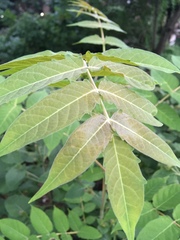 Ailanthus altissima