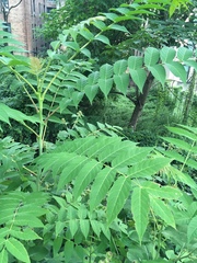 Ailanthus altissima