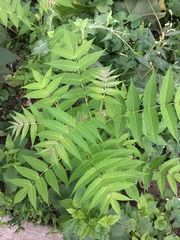 Ailanthus altissima