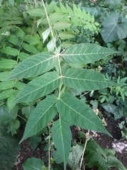 Ailanthus altissima