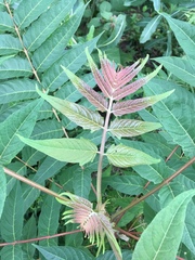 Ailanthus altissima