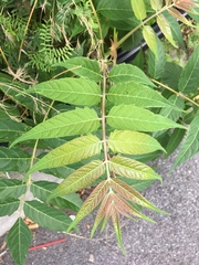 Ailanthus altissima