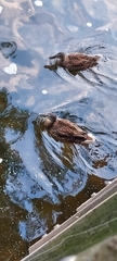 Anas platyrhynchos