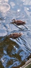 Anas platyrhynchos