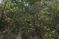 Melanotis caerulescens
