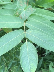 Ailanthus altissima