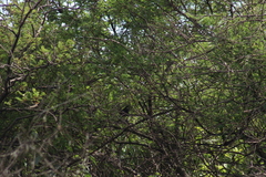 Melanotis caerulescens