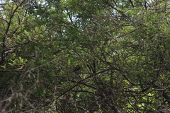 Melanotis caerulescens