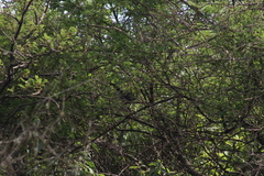 Melanotis caerulescens