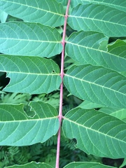 Ailanthus altissima