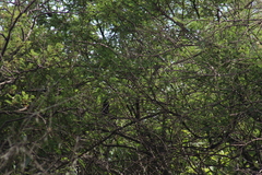 Melanotis caerulescens